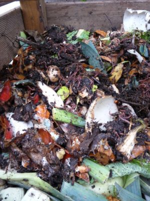 Les vers du compost Les vers du compost
