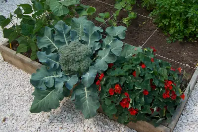 Capucines au potager en carrés