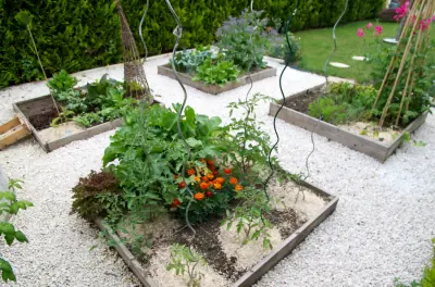 Le potager en carrés début juin