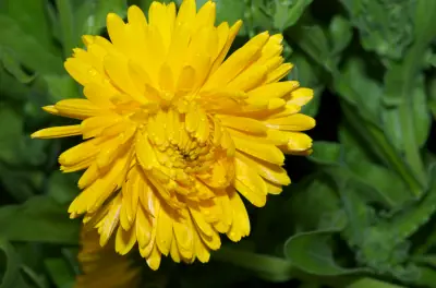 Fleur jaune de soucis
