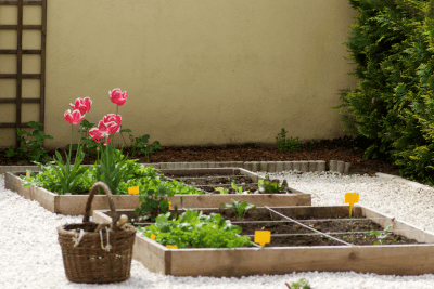 Les tulipes sont très graphiques au potager en carrés Les tulipes sont très graphiques au potager en carrés