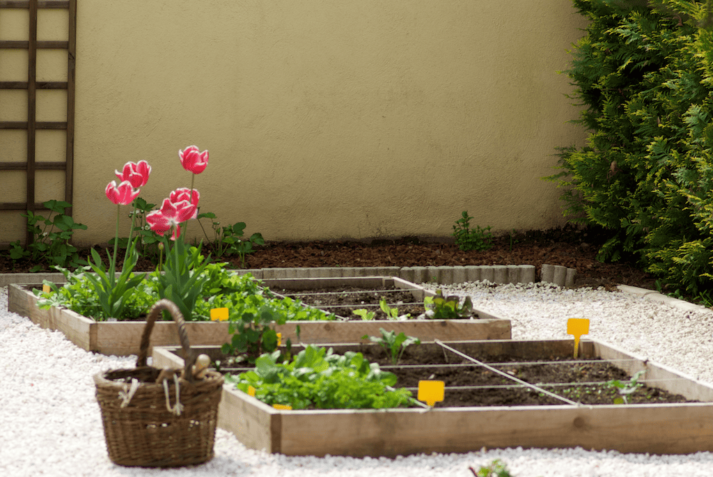 Pourquoi Cultiver Un Potager Pour Un Débutant En Jardinage