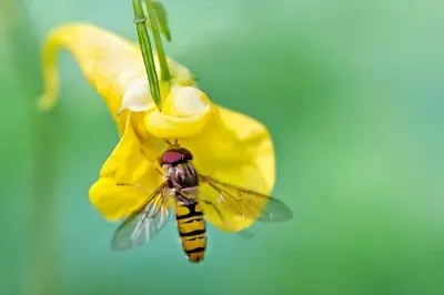 Syrphe dans une fleur