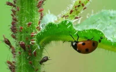 Coccinelle en plein repas