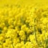 Colza en fleurs