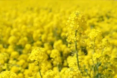 Colza en fleurs