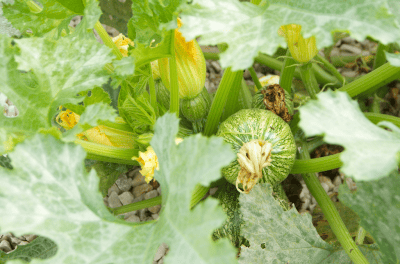 Courgettes