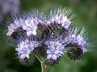 Fleur de Phacélie