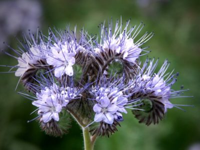 Fleur de Phacélie Fleur de Phacélie
