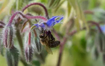 Abeille butinant une fleur de bourrache