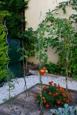 Pieds de tomate après le passage du mildiou