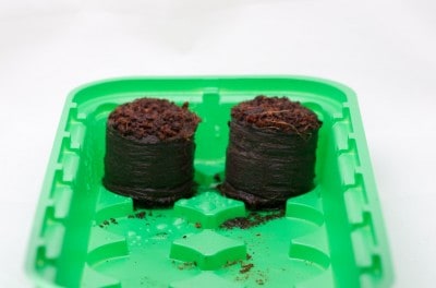 Pastilles de coco une fois réhydratées