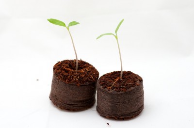 Semis de tomates sur pastilles de coco