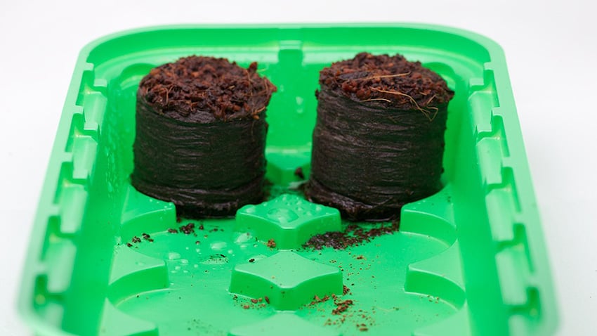Pastilles de coco une fois réhydratées