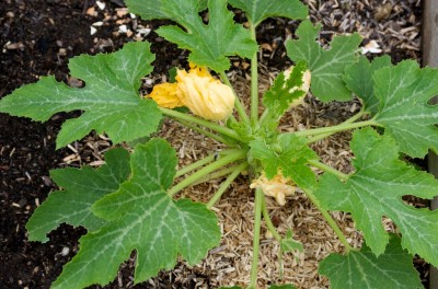 Courgettes rondes de Nice en fleur