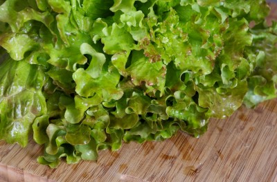 Récolte de laitue du potager