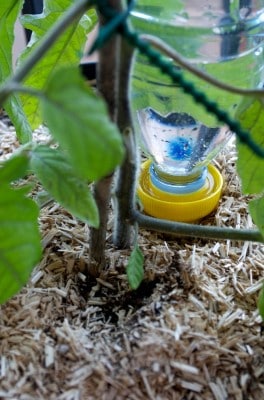Goute à goute installé sous un pied de tomate