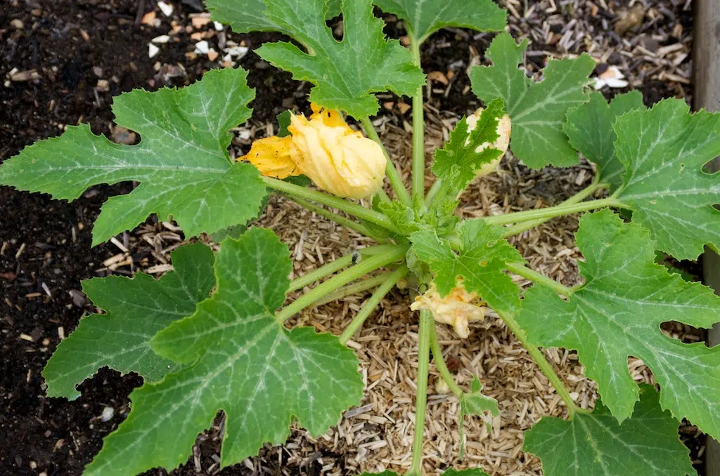 courgettes en fleurs