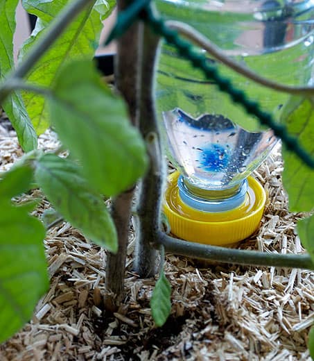 Goteo instalado debajo de una planta de tomate