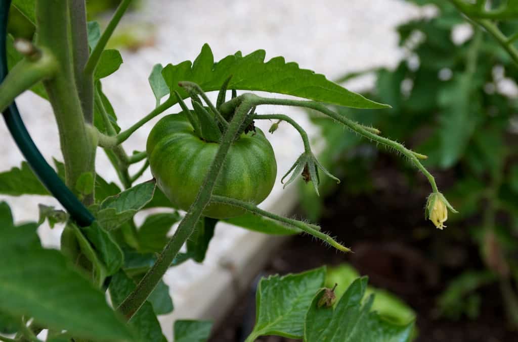 Les tomates se forment