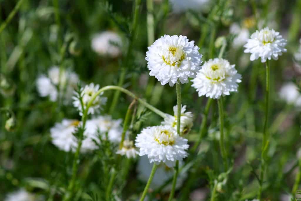 Récolte de la camomille au potager pour en faire tisanes et infusions