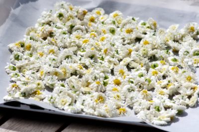 Fleurs de camomille en plein séchage Fleurs de camomille en plein séchage