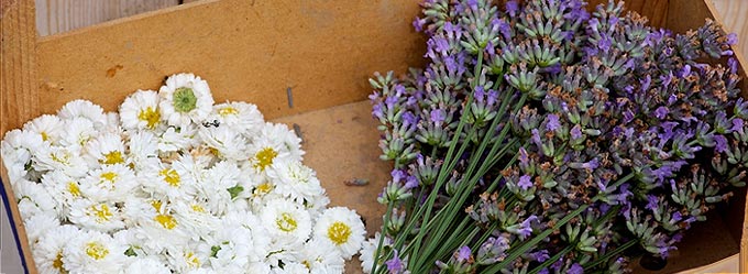 Une récolte de fleurs au potager