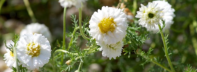 Récolte de la camomille au potager pour en faire tisanes et infusions