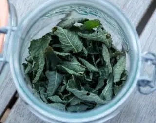 Menthe séchée