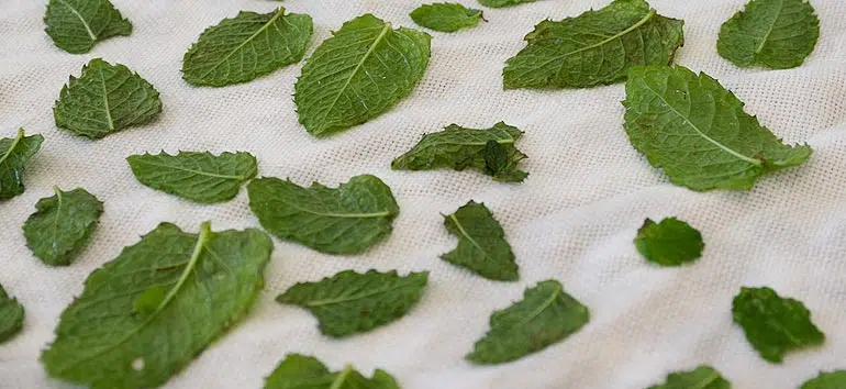 Feuilles de menthe égouttées sur un linge