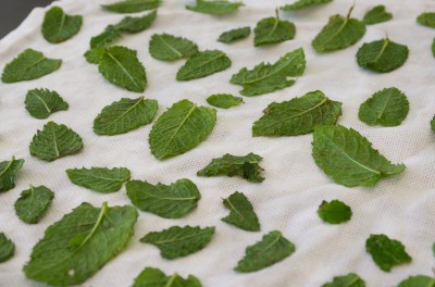 Feuilles de menthe égouttées sur un linge Feuilles de menthe égouttées sur un linge
