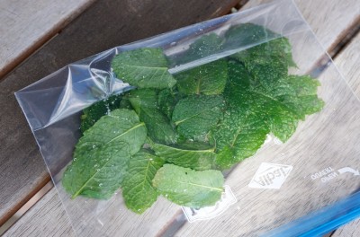 Feuilles de menthe dans un sac de congélation Feuilles de menthe dans un sac de congélation