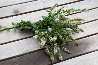 tiges de menthe en fleur tige en fleur