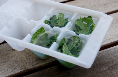 Création de glaçon de menthe fraiche Création de glaçon de menthe fraiche