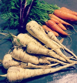 récolte panais carotte du jardin