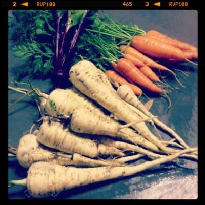 Récolte de carottes et de panais