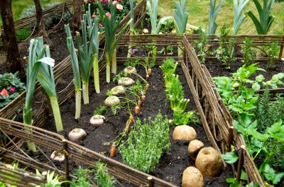 Un potager décoratif