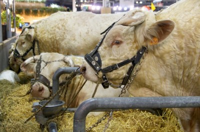 Des limousines de bonne taille