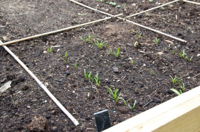Les semis d'épinards commencent à lever