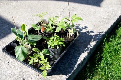 Jeunes plants de tomates, de piments et d'aubergines