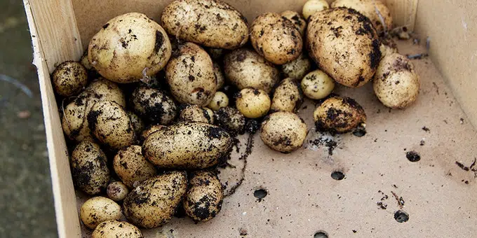 La récolte de la tour à pommes de terres