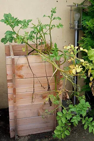 La tour à patate est prête à être récoltée