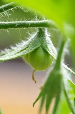 Première tomate de l'année au potager