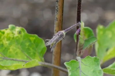 Bientôt une aubergine?