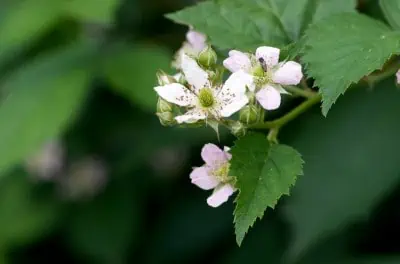 Le murier est en fleur