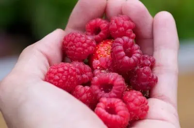 La première récolte de framboises