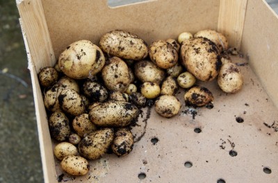 Récolte de la tour à patates