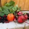 Récoltes au potager en carrés