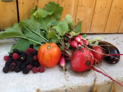 Récoltes au potager en carrés