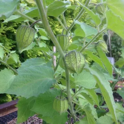 Physalis au potager